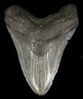 Bargain, Fossil Megalodon Tooth #60491-1